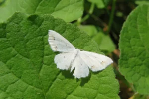 what does a white butterfly represent