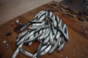 how anchovies are typically preserved