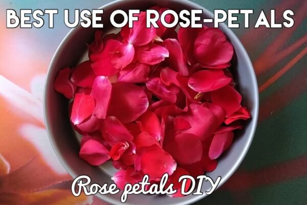 how to use the rose